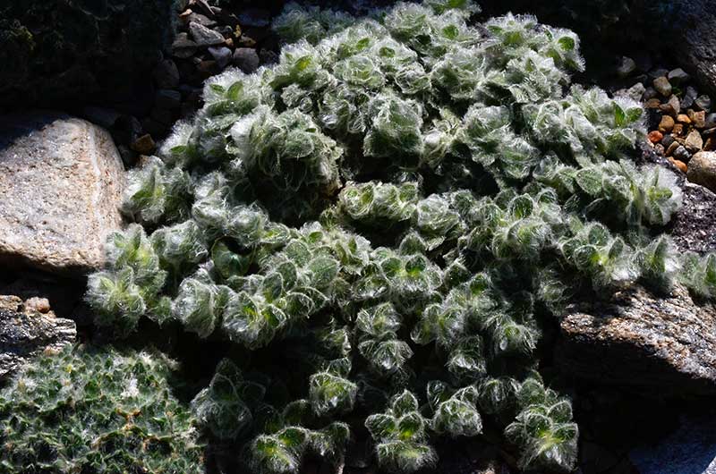 image_4 CERASTIUM alpinum var. lanatum (1361)